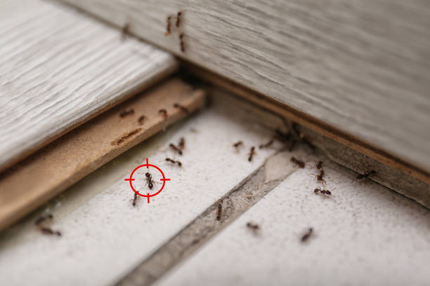 Best Local Pest Control Services  in Andrews, SC