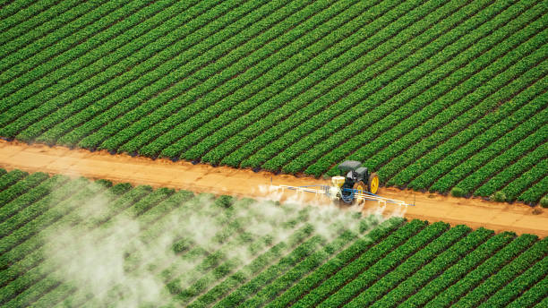Best Termite Control Services  in Andrews, SC