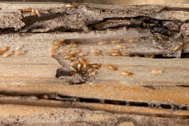 Best Mosquito Control Services  in Andrews, SC