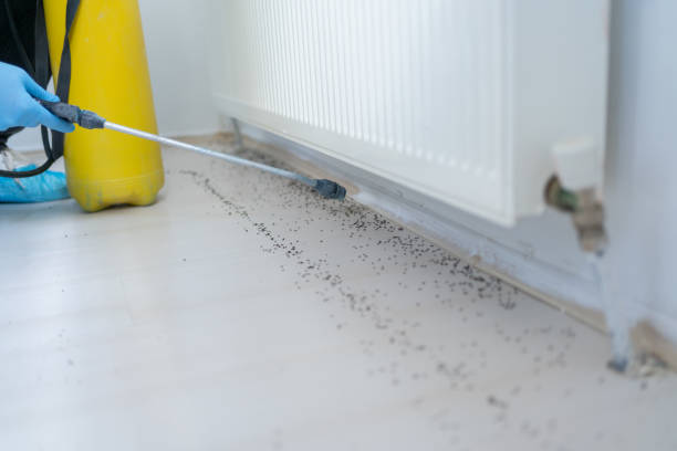 Reliable Andrews, SC Pest Control Solutions